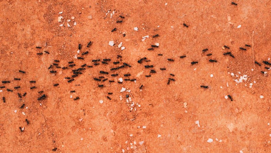 cara efektif membasmi semut di rumah
