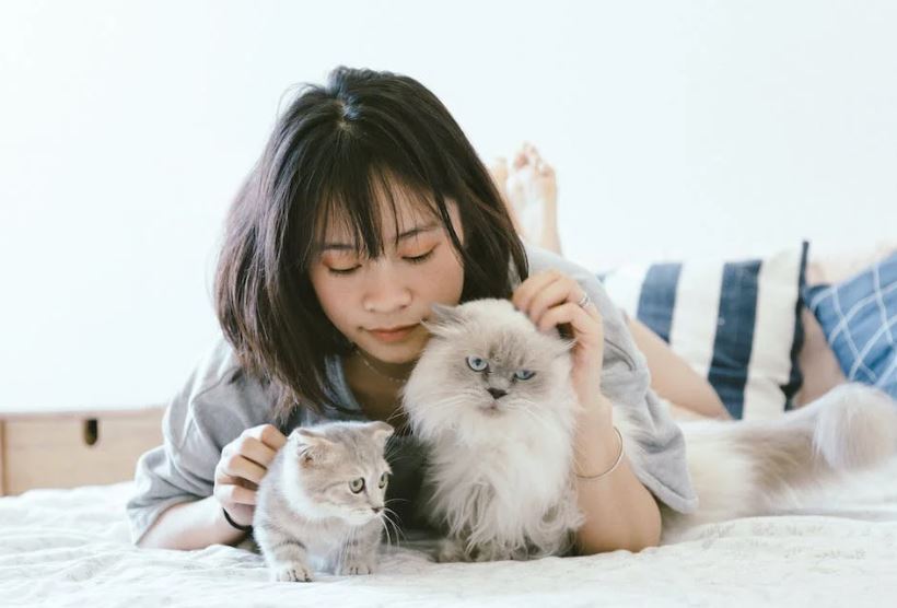 cara membersihkan kutu kucing di tempat tidur dan rumah