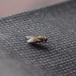 cara mengusir lalat di rumah