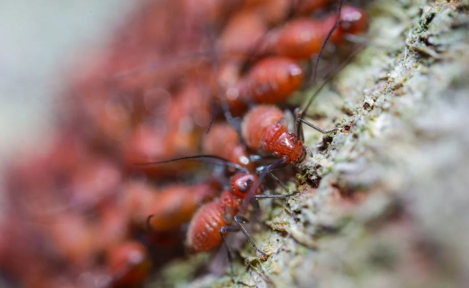 membasmi semut di rumah