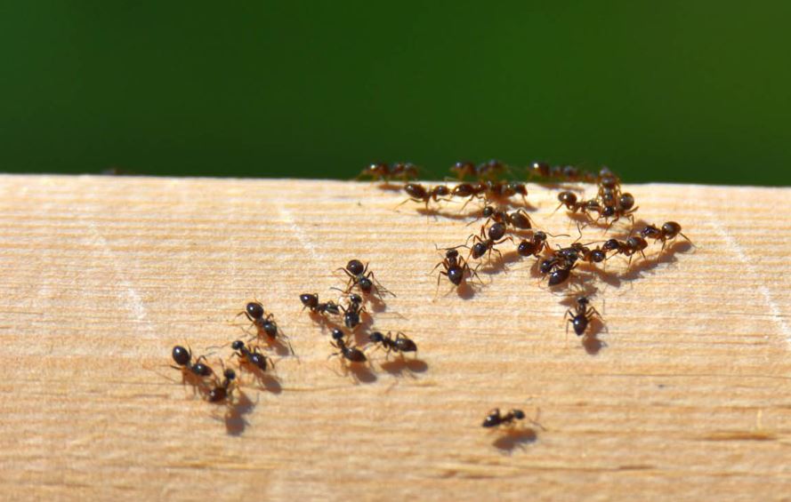 mengusir semut di rumah dengan bahan alami
