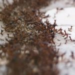 mengusir semut kecil di rumah