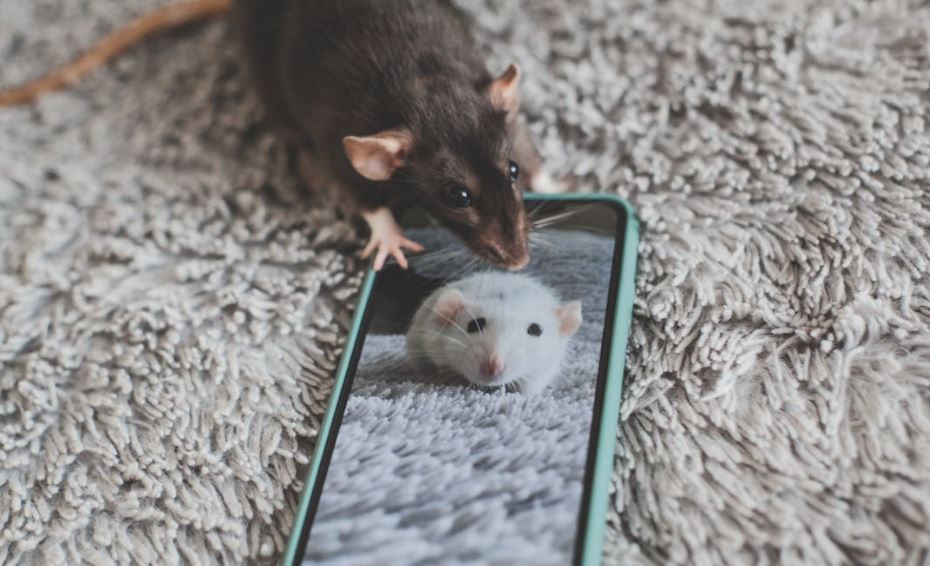 obat anti tikus